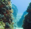 diving adriatic sea antropoti2 800x